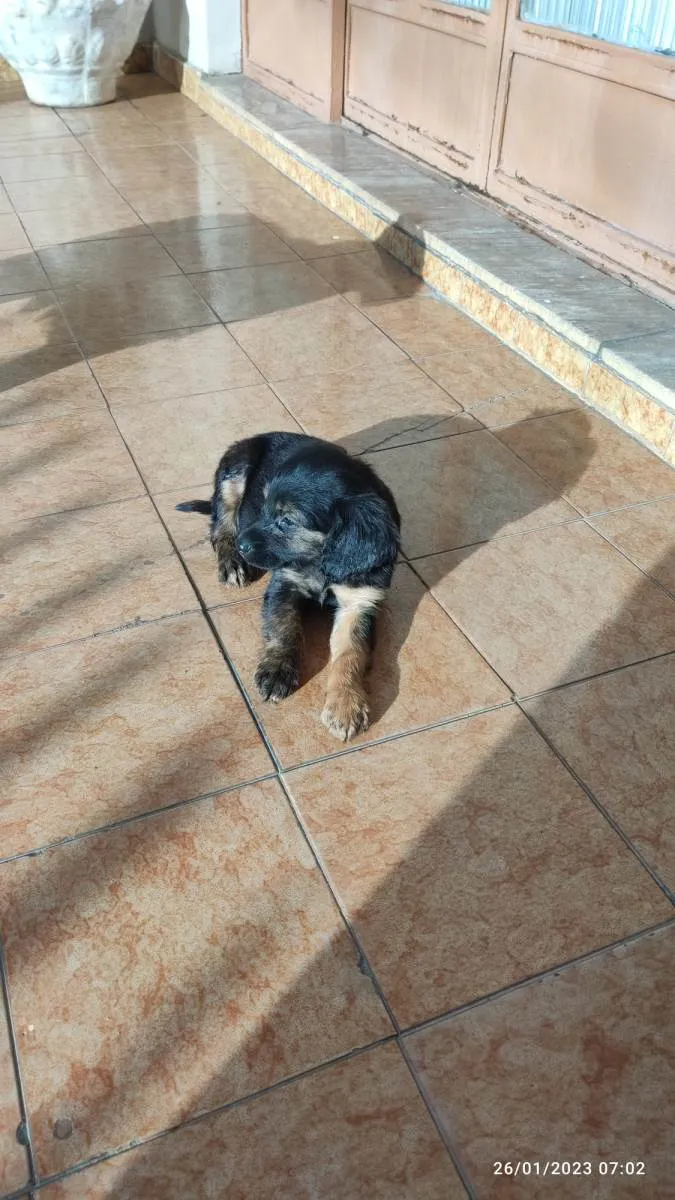 Cachorro raça Não constatado  idade 2 a 6 meses nome Sem nome