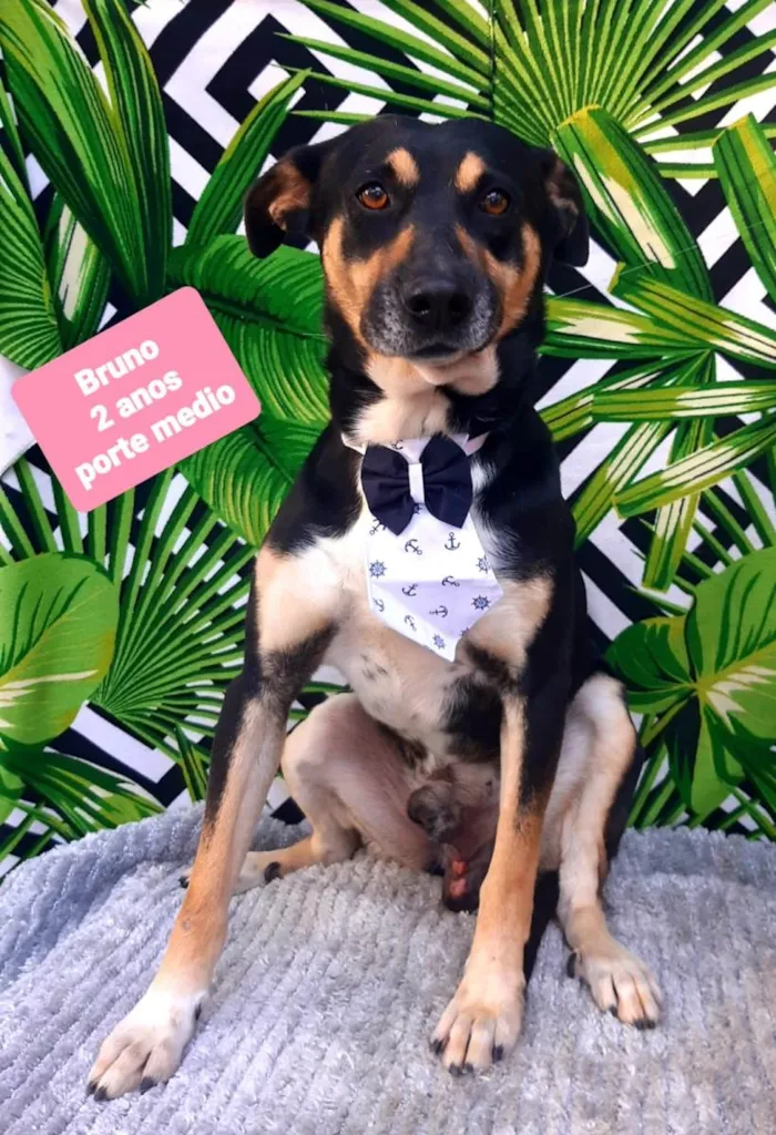 Cachorro raça SRD-ViraLata idade 2 anos nome Bruno