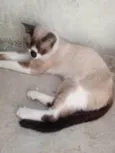 Lulu