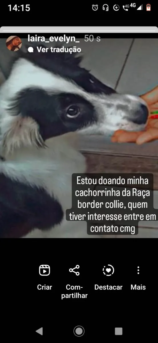 Cachorro ra a Pit bul (mestiço) idade 3 anos nome Rosquinha