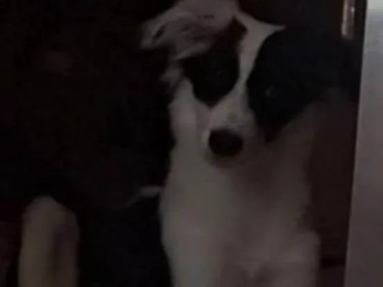 Cachorro ra a Border collie  idade 7 a 11 meses nome Rosquinha ??