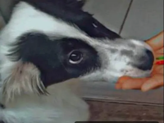 Cachorro ra a Border collie  idade 7 a 11 meses nome Rosquinha ??
