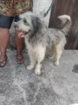 Benji