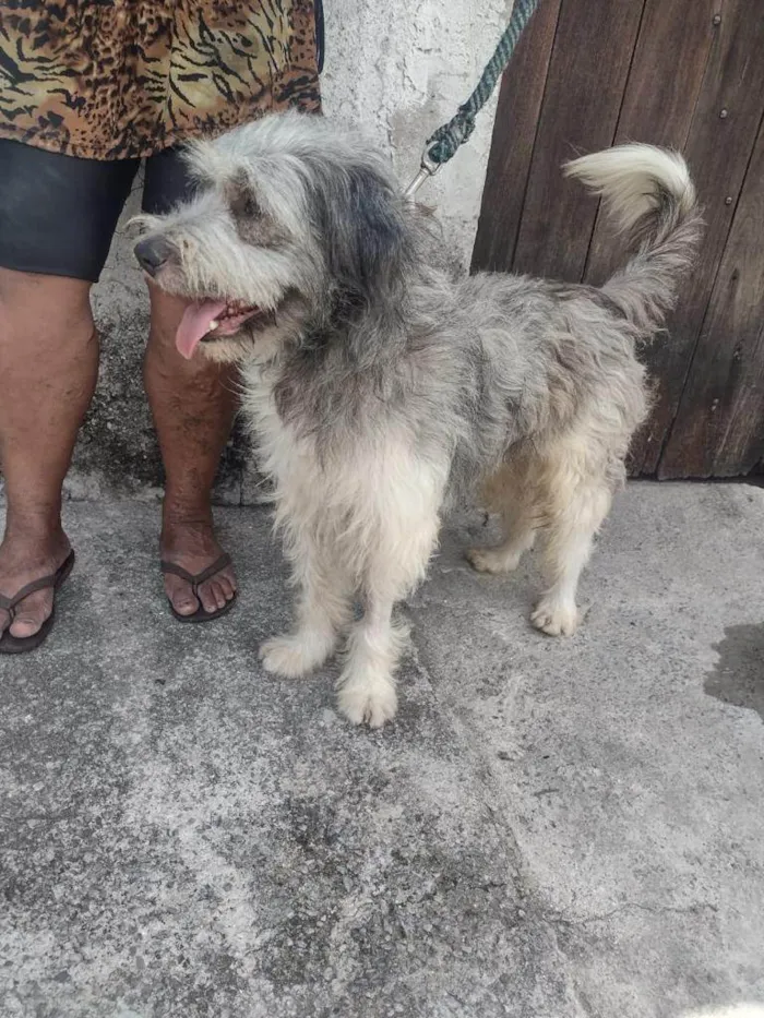 Cachorro ra a SRD-ViraLata idade 1 ano nome Benji