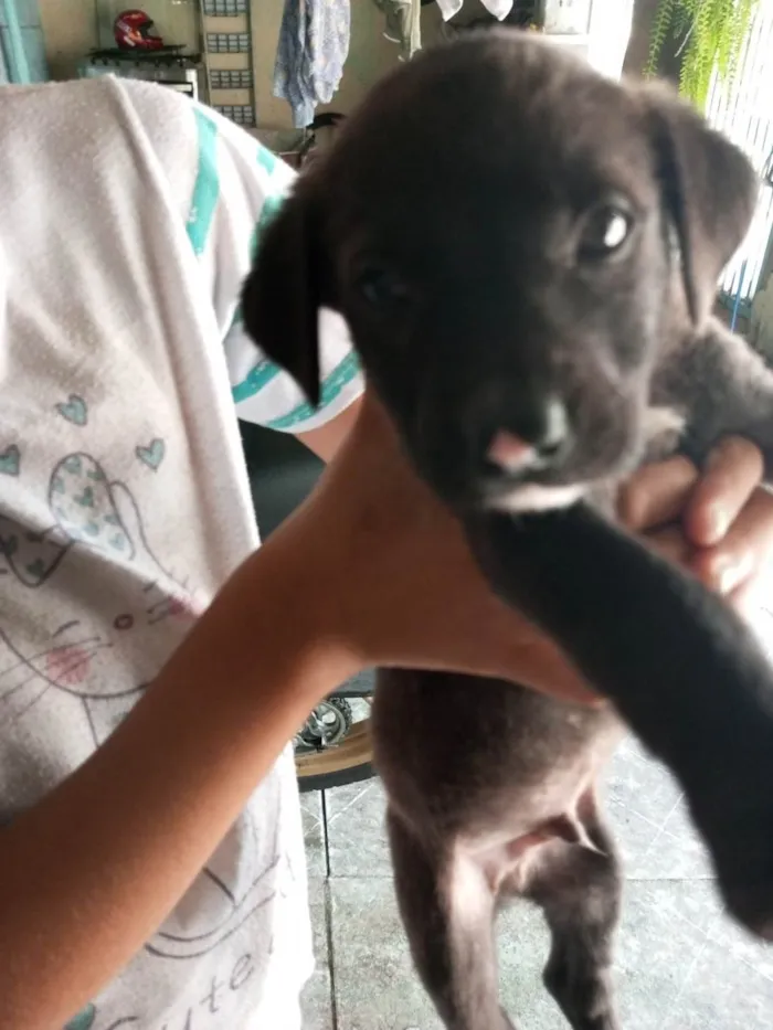 Cachorro ra a não sei idade 2 a 6 meses nome cem nome