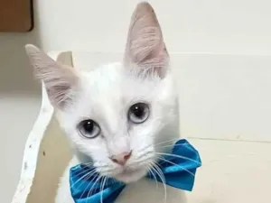 Gato raça srd idade 2 a 6 meses nome RAEL