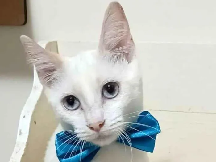 Gato raça srd idade 2 a 6 meses nome RAEL