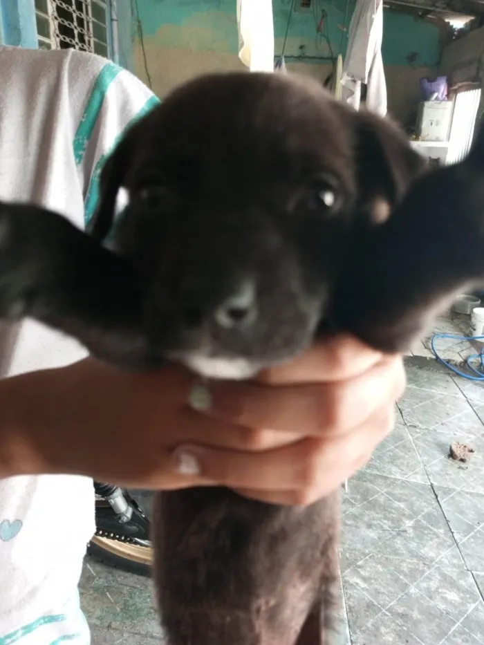 Cachorro ra a não sei idade 2 a 6 meses nome cem nome