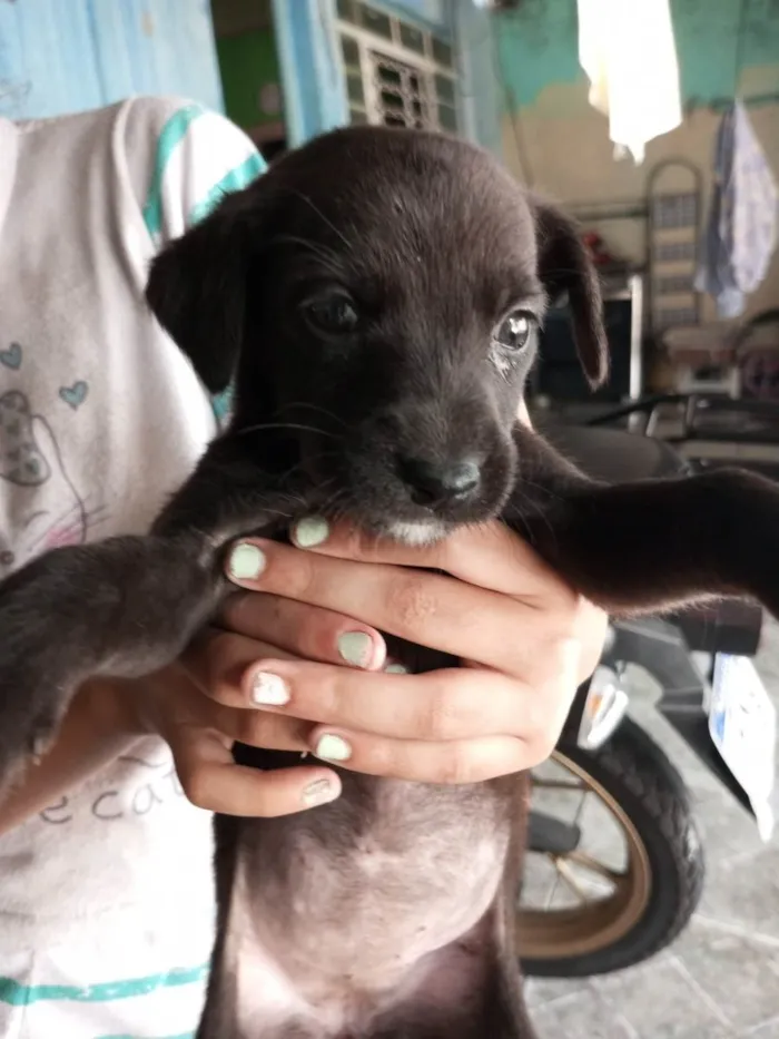 Cachorro ra a não sei idade 2 a 6 meses nome cem nome