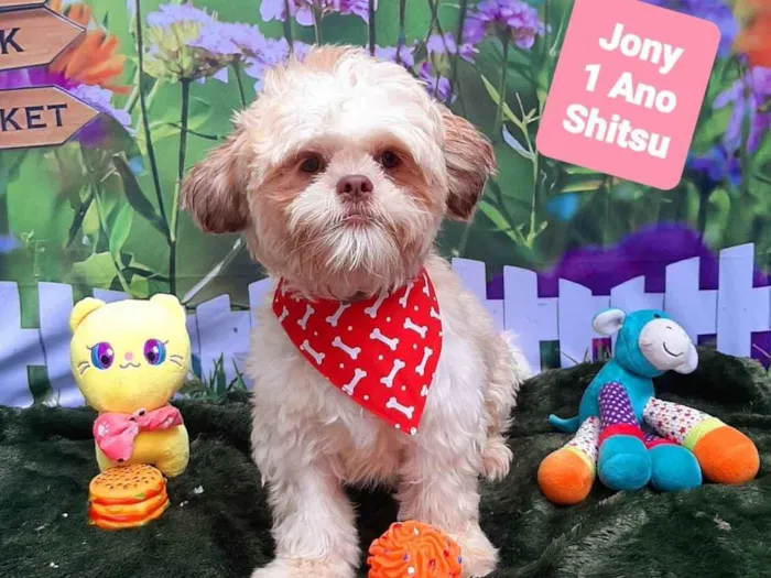 Cachorro raça Shitzu idade 1 ano nome Jony