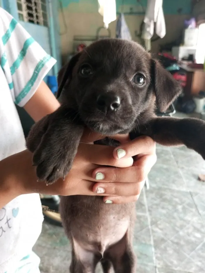 Cachorro ra a não sei idade 2 a 6 meses nome cem nome