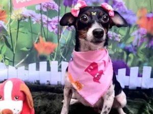 Cachorro raça SRD-ViraLata idade 1 ano nome Belinha