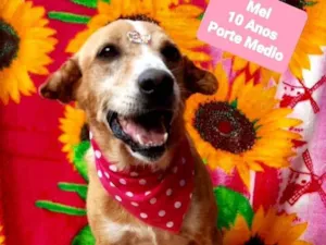 Cachorro raça SRD-ViraLata idade 6 ou mais anos nome Mel