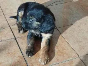 Cachorro raça Não constatado  idade 2 a 6 meses nome Sem nome