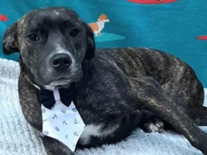 Cachorro raça SRD-mix boxer  idade 1 ano nome Bam bam 