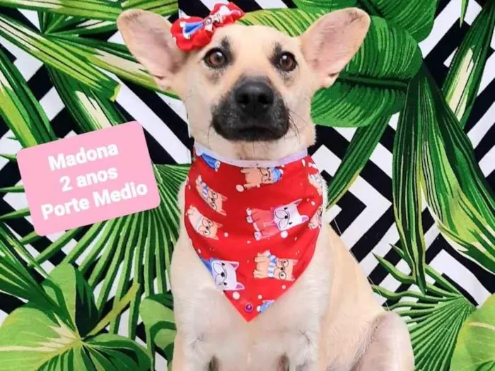 Cachorro raça SRD-ViraLata idade 2 anos nome Madona
