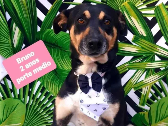 Cachorro raça SRD-ViraLata idade 2 anos nome Bruno