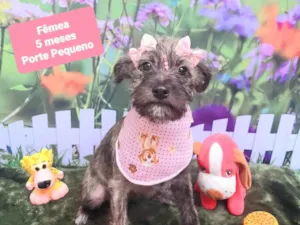 Cachorro raça SRD-ViraLata idade 2 a 6 meses nome Blue