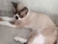 Lulu