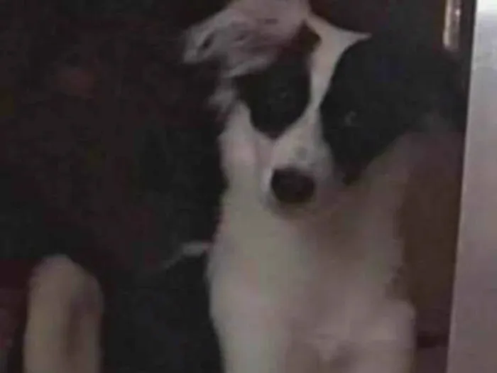 Cachorro ra a Border collie  idade 7 a 11 meses nome Rosquinha ??