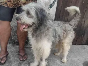 Cachorro raça SRD-ViraLata idade 1 ano nome Benji