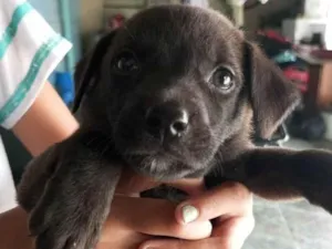 Cachorro raça não sei idade 2 a 6 meses nome cem nome