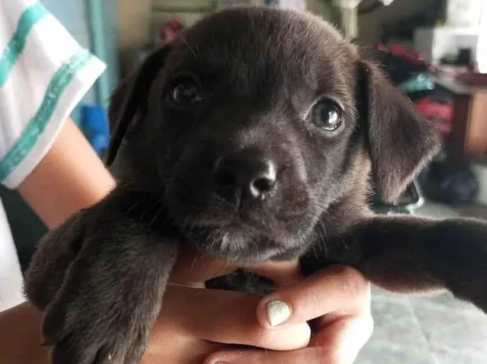 Cachorro ra a não sei idade 2 a 6 meses nome cem nome