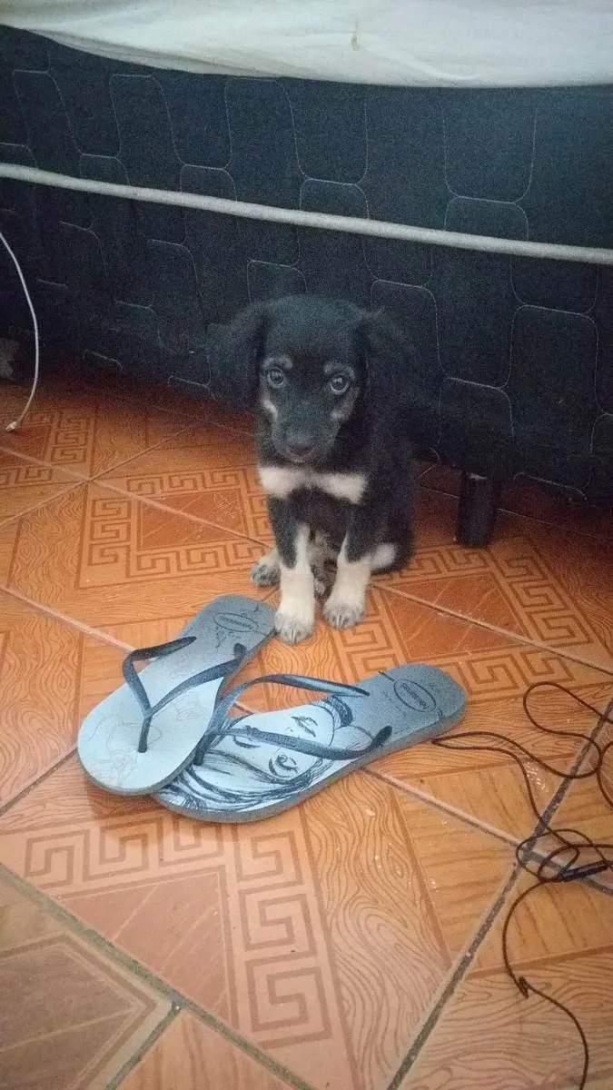 Cachorro ra a  idade 2 a 6 meses nome Preto