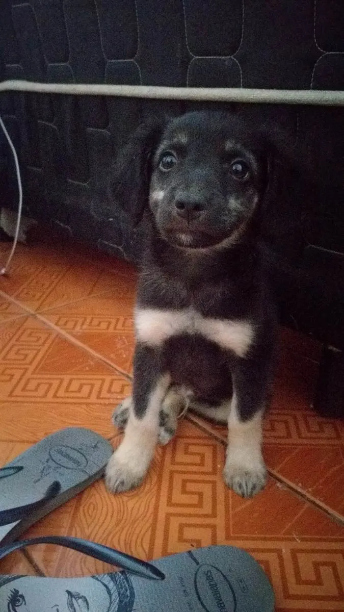 Cachorro ra a  idade 2 a 6 meses nome Preto