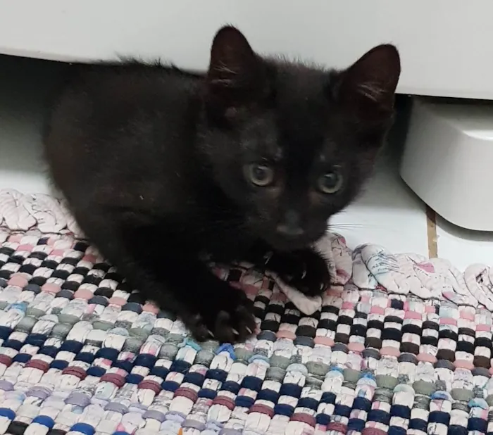 Gato ra a SRD-ViraLata idade 2 a 6 meses nome Princesa de Ébano 