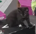 Princesa de Ébano 