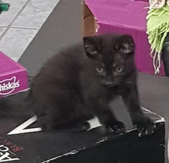 Gato ra a SRD-ViraLata idade 2 a 6 meses nome Princesa de Ébano 
