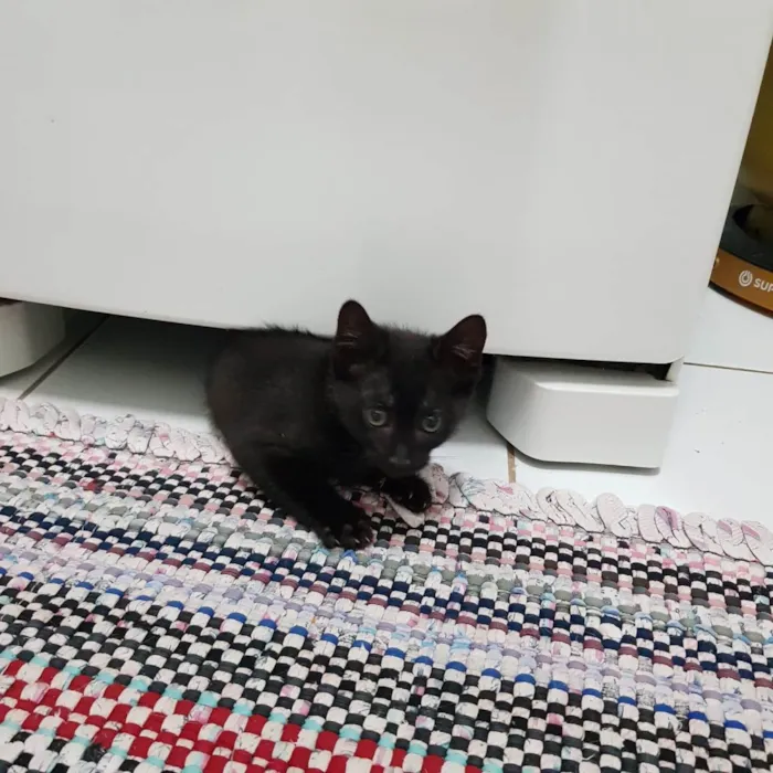 Gato ra a SRD-ViraLata idade 2 a 6 meses nome Princesa de Ébano 
