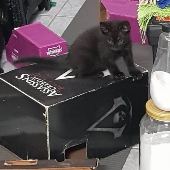 Gato ra a SRD-ViraLata idade 2 a 6 meses nome Princesa de Ébano 