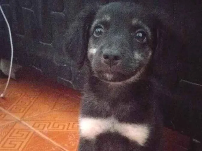 Cachorro ra a  idade 2 a 6 meses nome Preto