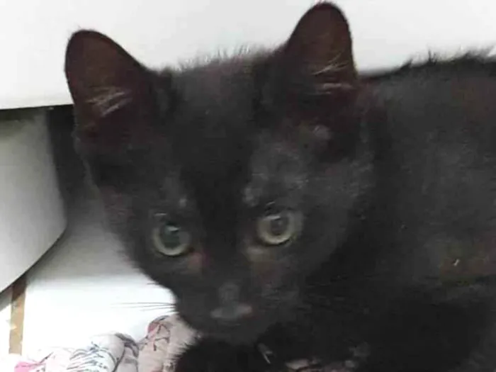 Gato ra a SRD-ViraLata idade 2 a 6 meses nome Princesa de Ébano 