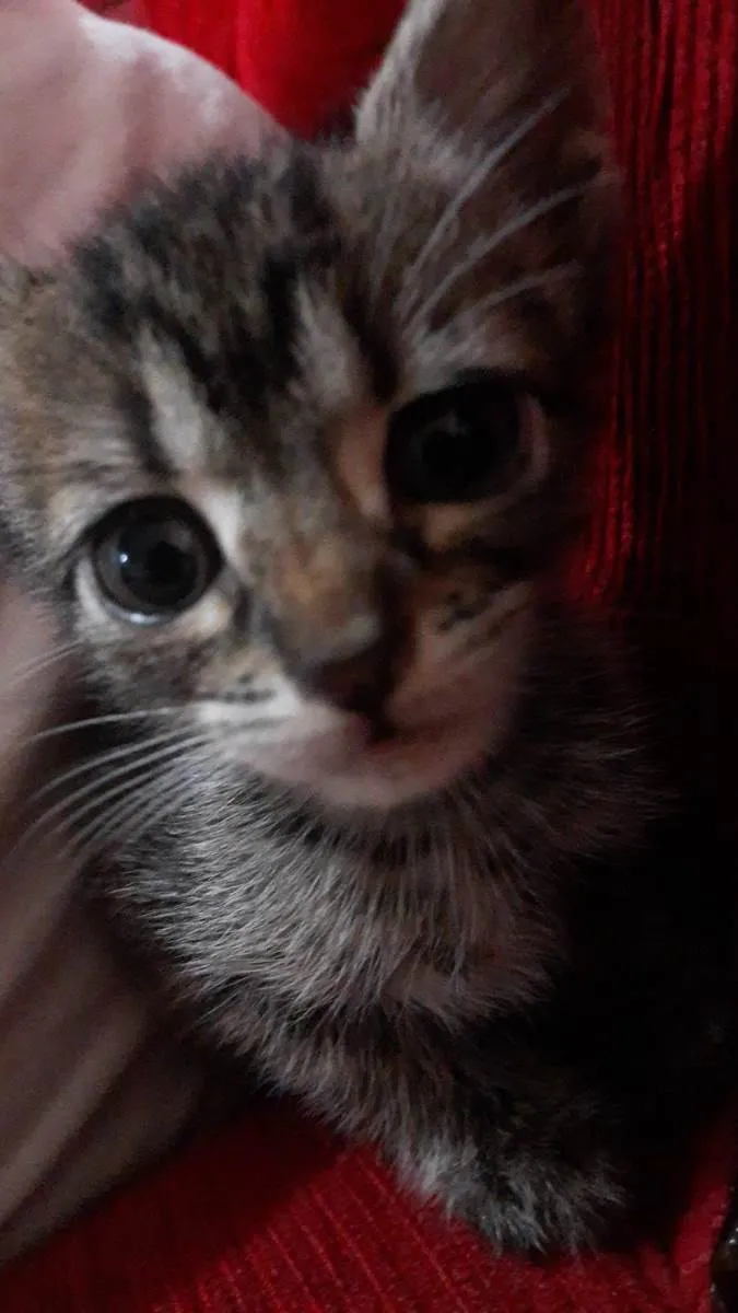 Gato raça SRD-ViraLata idade Abaixo de 2 meses nome Vc escolhe*