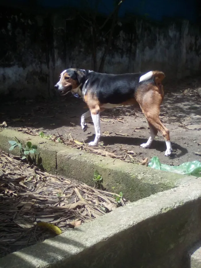 Cachorro ra a SRD-ViraLata idade 5 anos nome Bartô