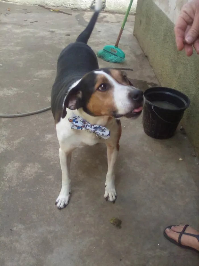 Cachorro ra a SRD-ViraLata idade 5 anos nome Bartô