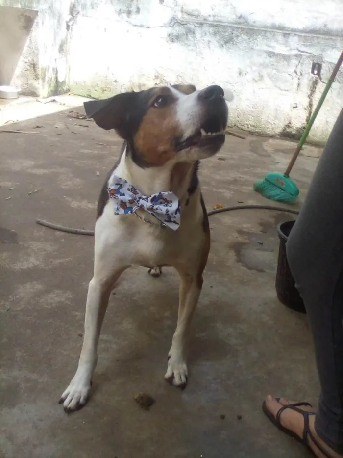 Cachorro ra a SRD-ViraLata idade 5 anos nome Bartô