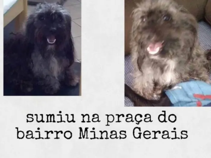 Cachorro ra a Poodle idade 3 anos nome GRATIFICA - Gogo 