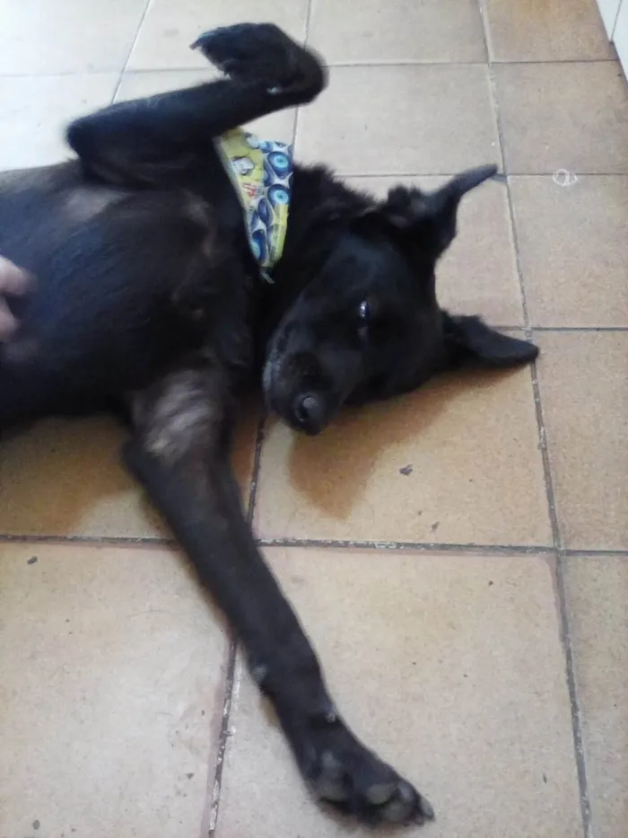 Cachorro ra a SRD-ViraLata idade 1 ano nome Grude