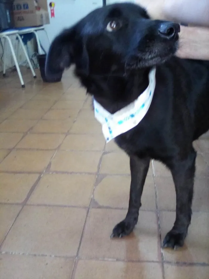 Cachorro ra a SRD-ViraLata idade 1 ano nome Grude