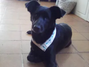 Cachorro raça SRD-ViraLata idade 1 ano nome Grude