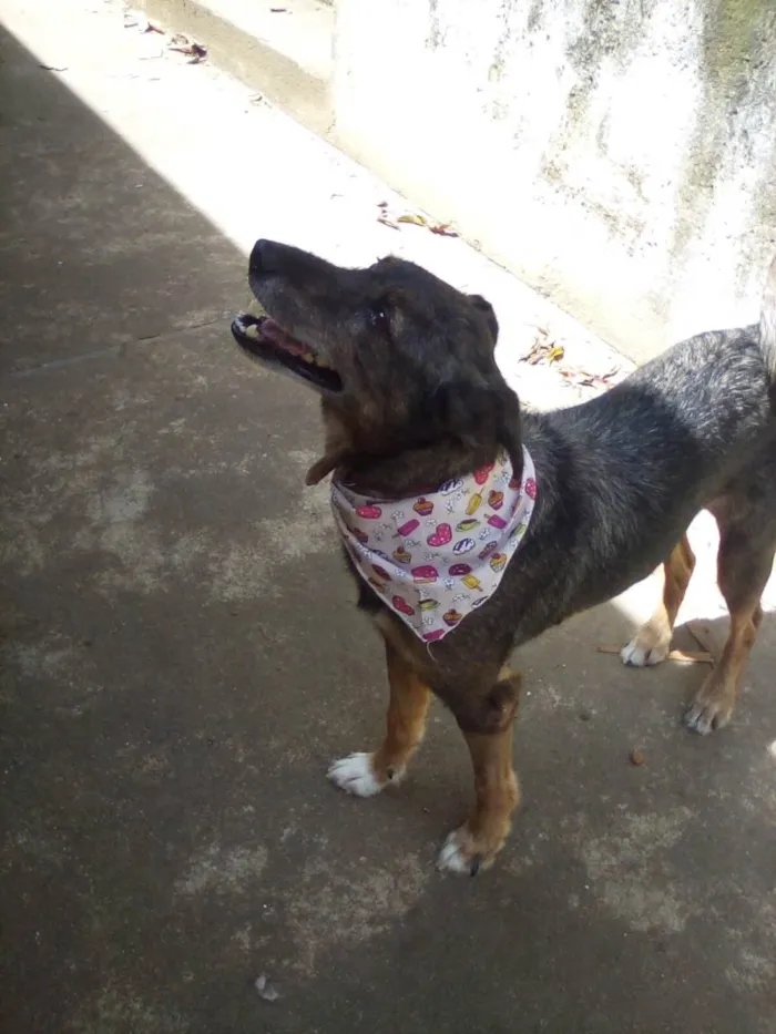 Cachorro ra a SRD-ViraLata idade 2 anos nome Zumira