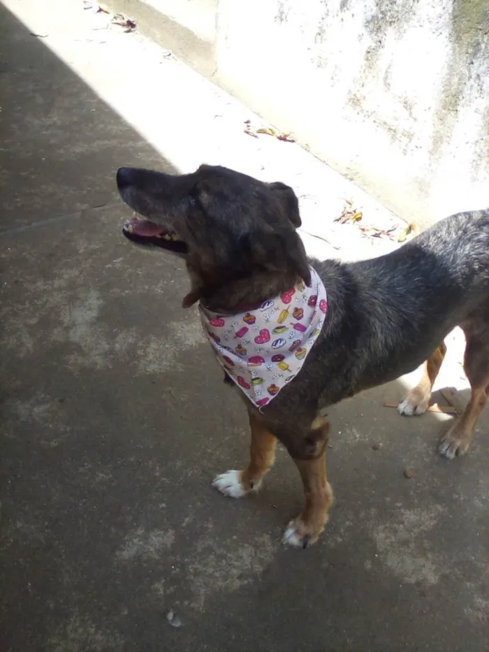 Cachorro ra a SRD-ViraLata idade 2 anos nome Zumira