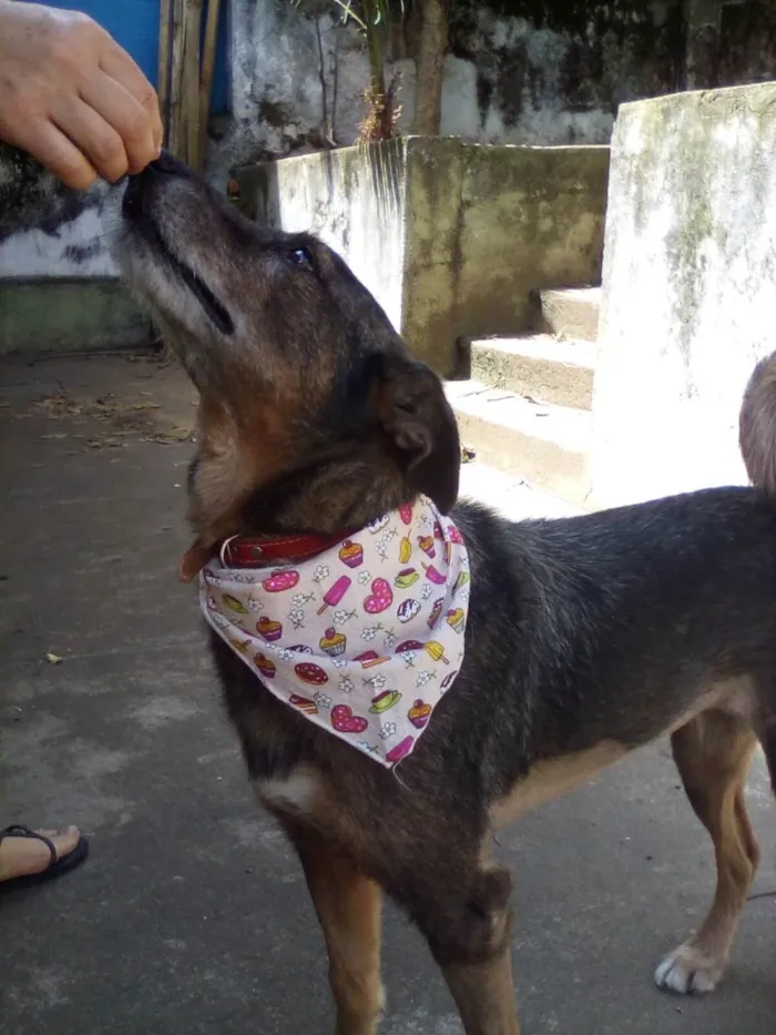 Cachorro ra a SRD-ViraLata idade 2 anos nome Zumira