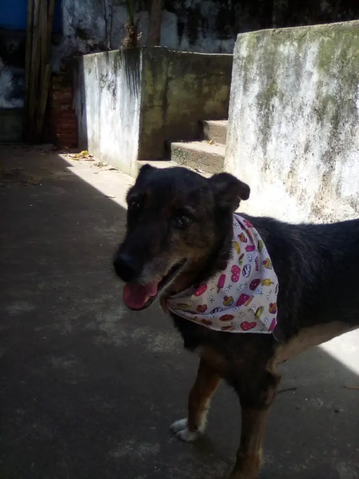 Cachorro ra a SRD-ViraLata idade 2 anos nome Zumira