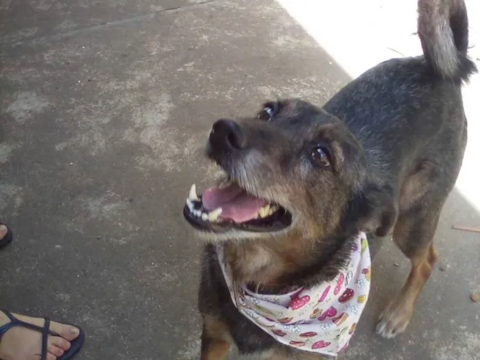 Cachorro ra a SRD-ViraLata idade 2 anos nome Zumira