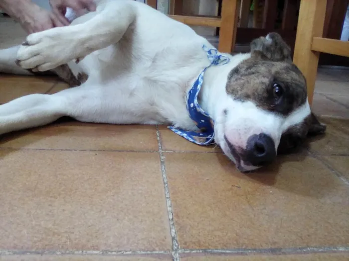 Cachorro ra a SRD-ViraLata idade 1 ano nome Lalinha